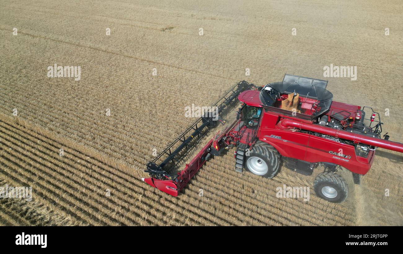 Vue aérienne d'une moissonneuse-batteuse industrielle rouge travaillant dans un champ Banque D'Images