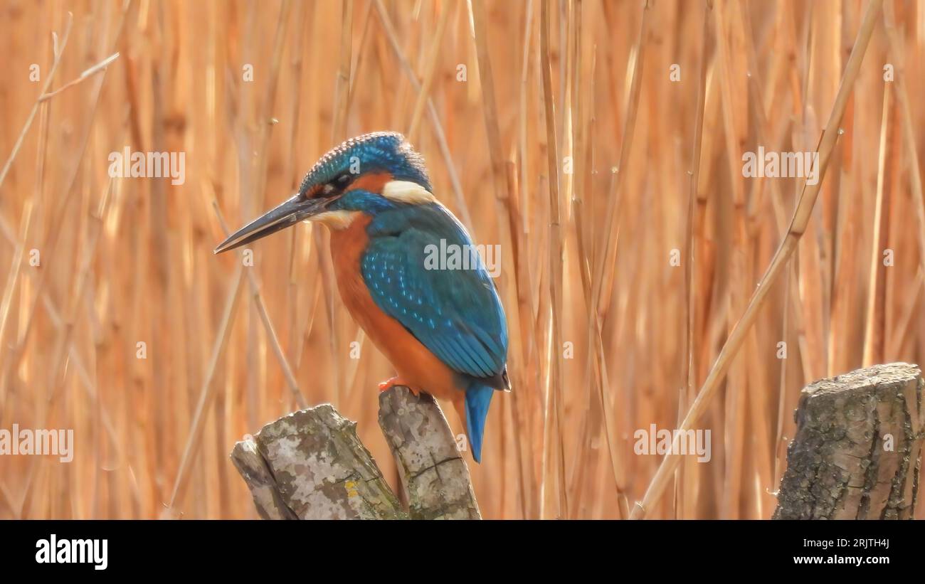 Kingfisher Banque D'Images