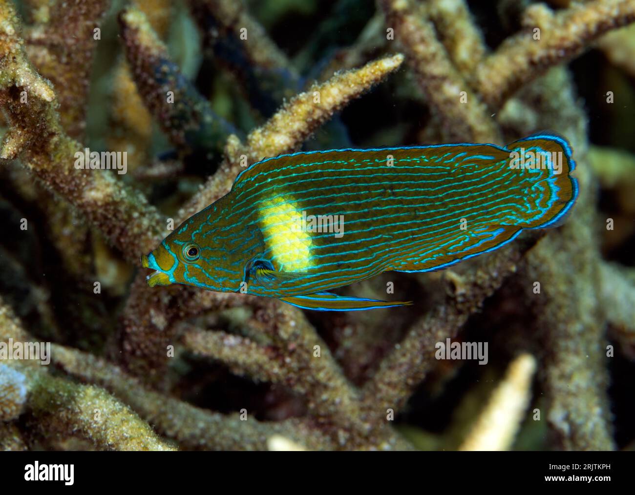 Tubelip wrasse, Labrichthys unilineatus, Raja Ampat Indonésie. Banque D'Images