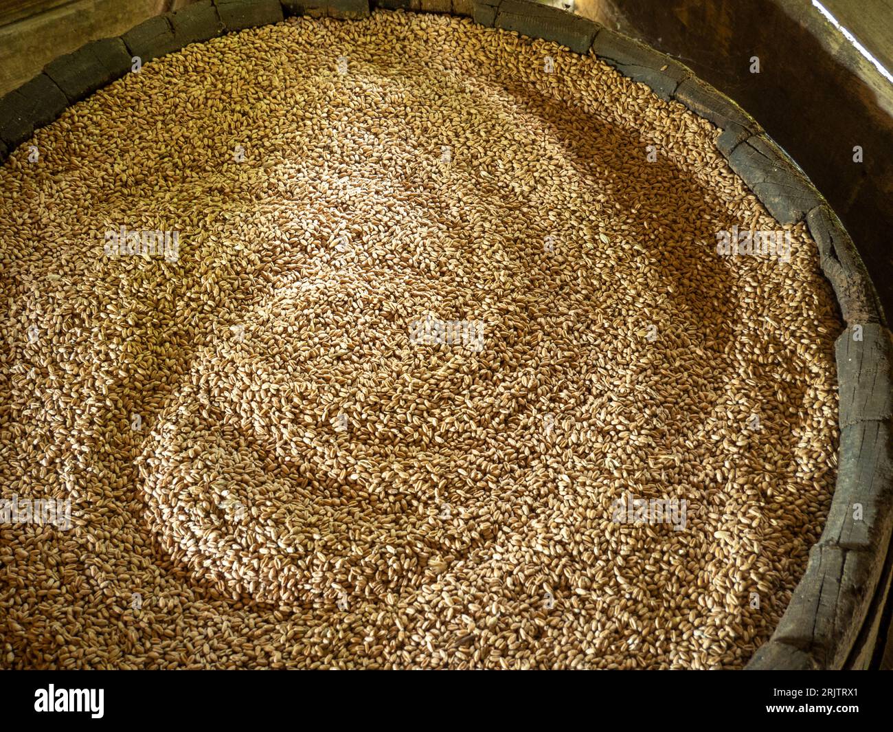 baril de stockage plein de grain récolté Banque D'Images