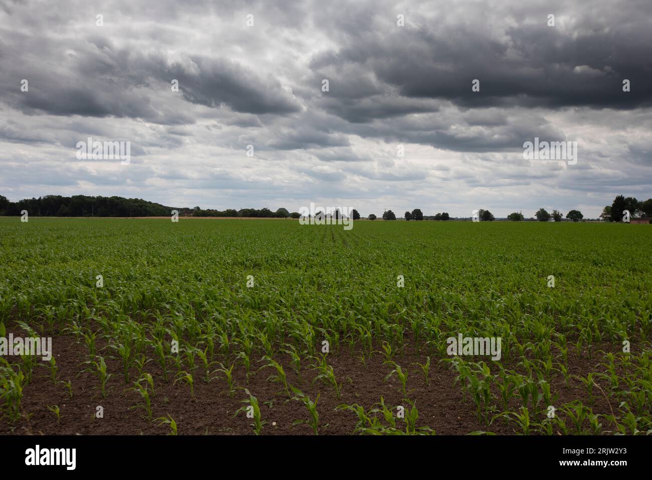 Récolte de maïs cultivé pour l'énergie de digestion anaérobie dans le North Lincolnshire, Angleterre, Royaume-Uni Banque D'Images