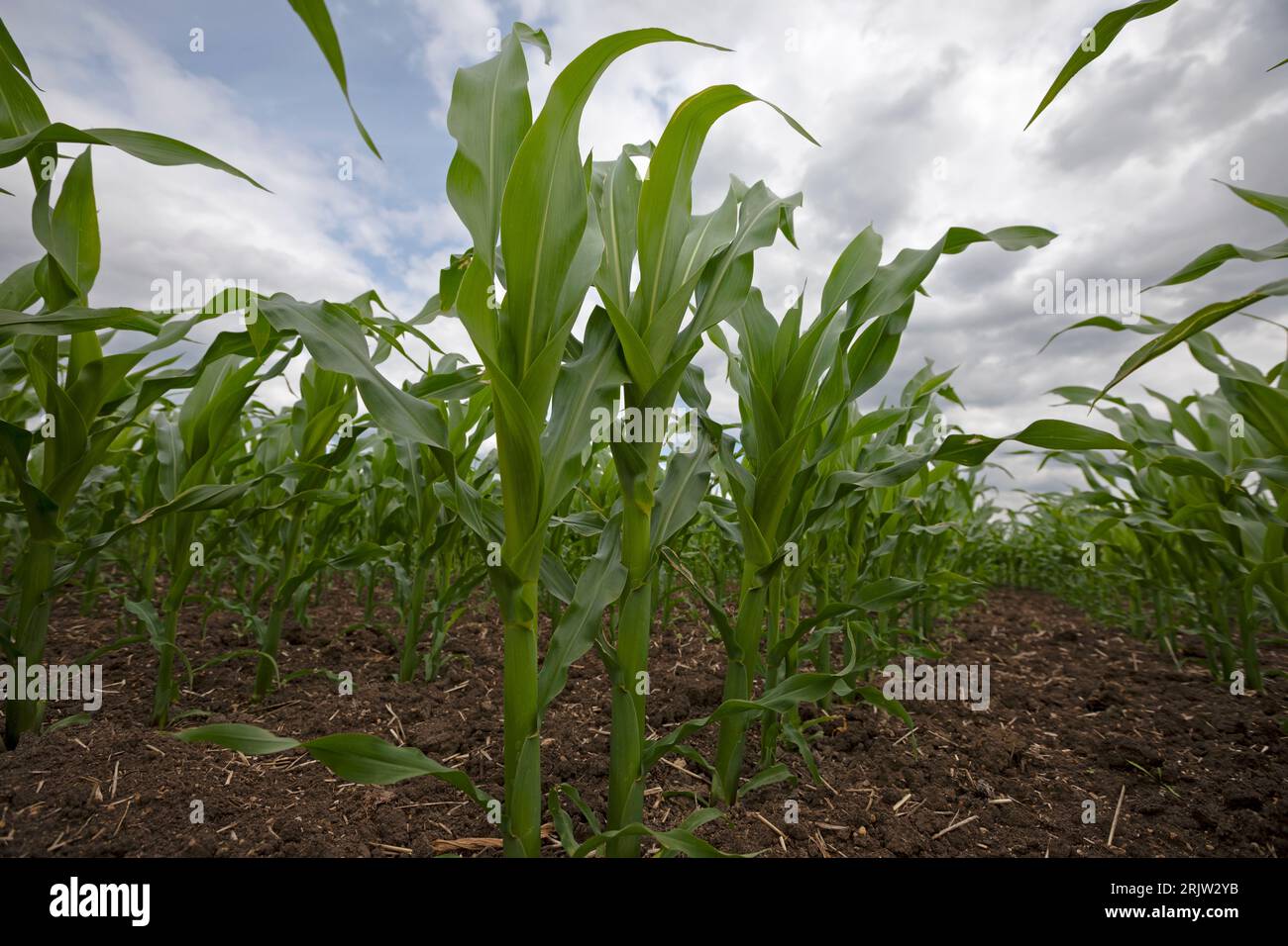 Récolte de maïs cultivé pour l'énergie de digestion anaérobie dans le North Lincolnshire, Angleterre, Royaume-Uni Banque D'Images