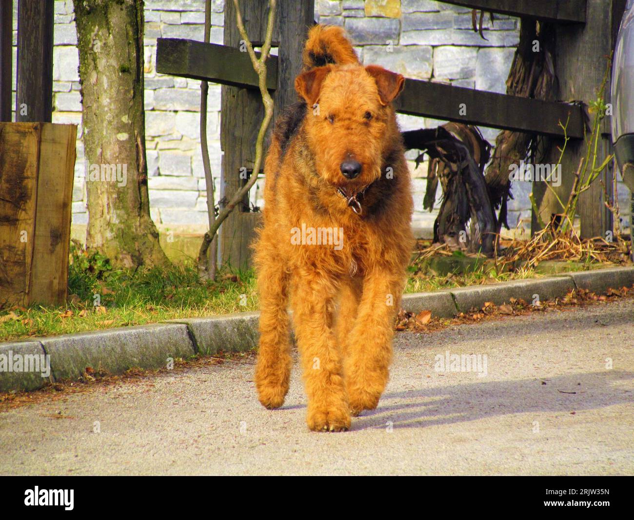 Noir et brun couleur airedale terrier, bingley terrier ou chien de purebreed terrier au bord de l'eau marchant vers la caméra Banque D'Images