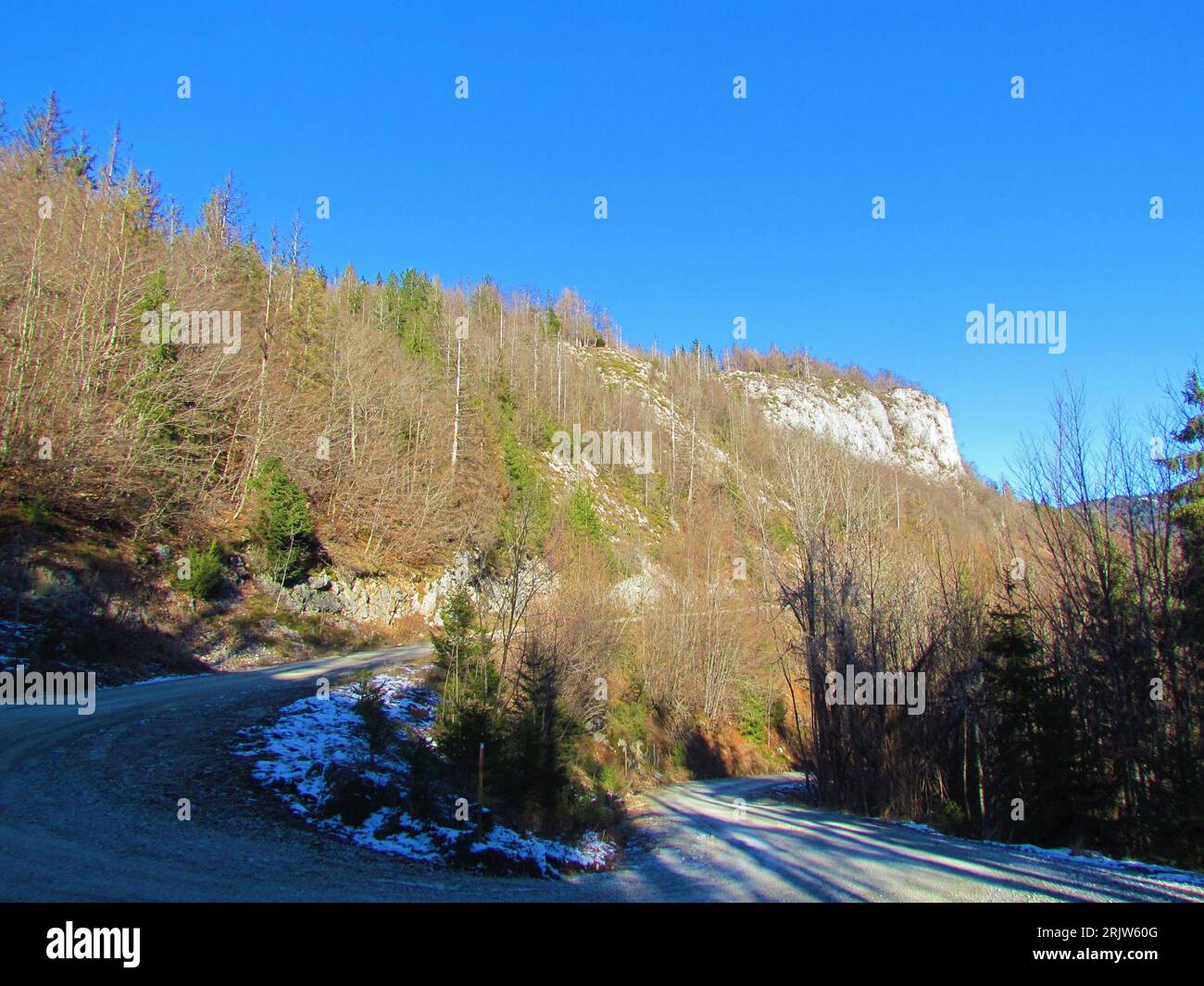 Route de gravier menant vers Uskovnica devant une pente couverte d'araignes ou de cerfs d'épinette qui sont morts d'une infestation de coléoptères éclairés par la lumière du soleil Banque D'Images