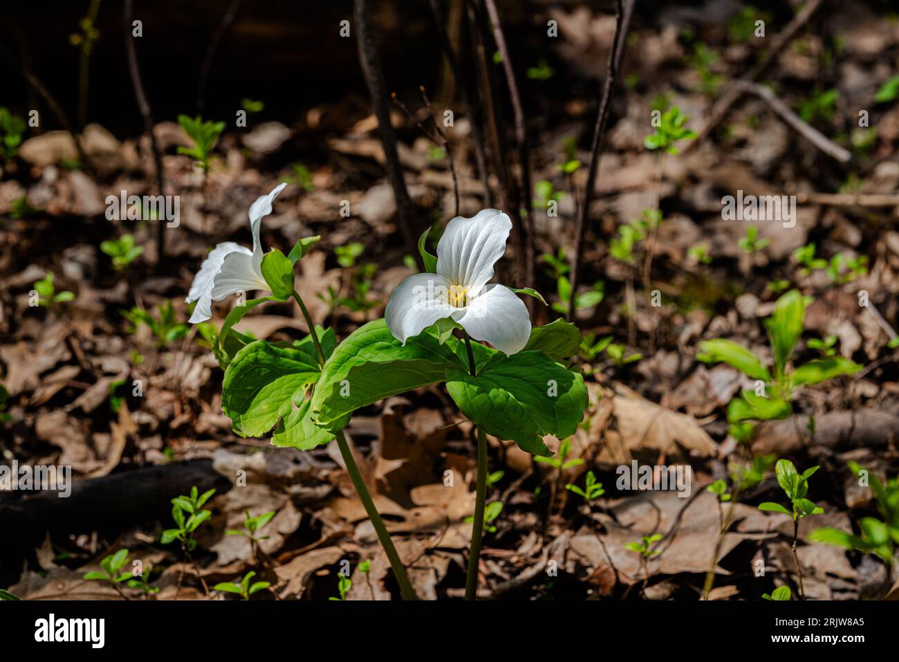 Grande fleur trillium blanche dans le parc de la ville Banque D'Images