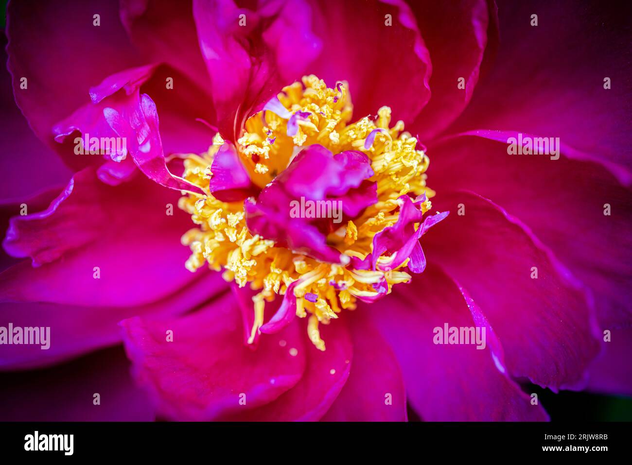 Fleurs de pivoine rouge dans le jardin Banque D'Images