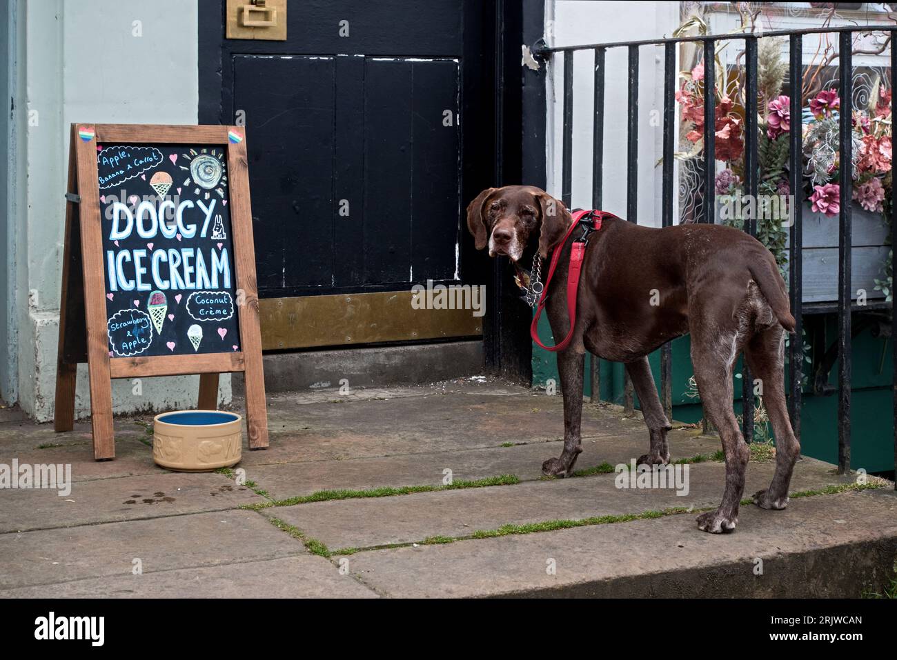 Chien debout à côté d'un panneau 'Doggy Icecream' à Stockbridge, Édimbourg, Écosse, Royaume-Uni. Banque D'Images