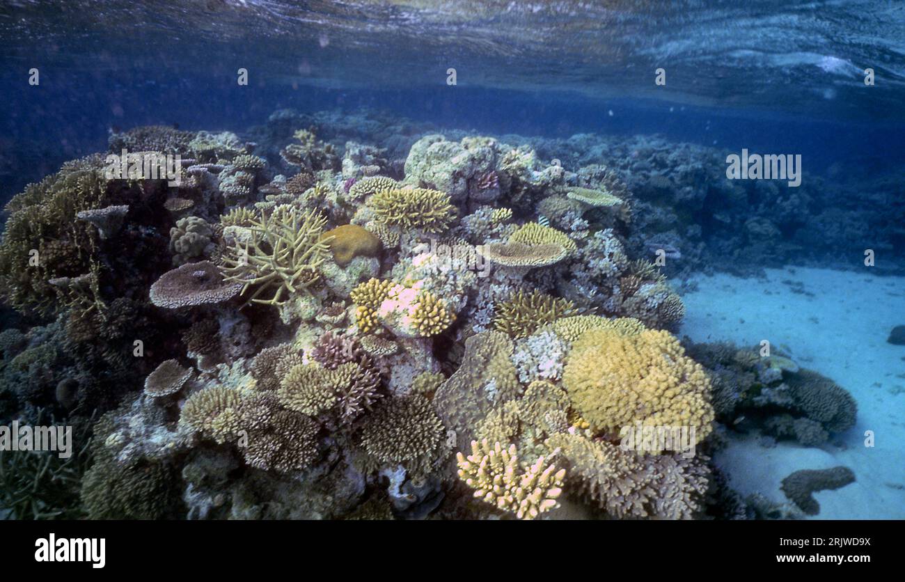 Croissance dense des coraux sur le côté gauche de Ribbon Reef #9, la Grande Barrière de corail, Australie Banque D'Images