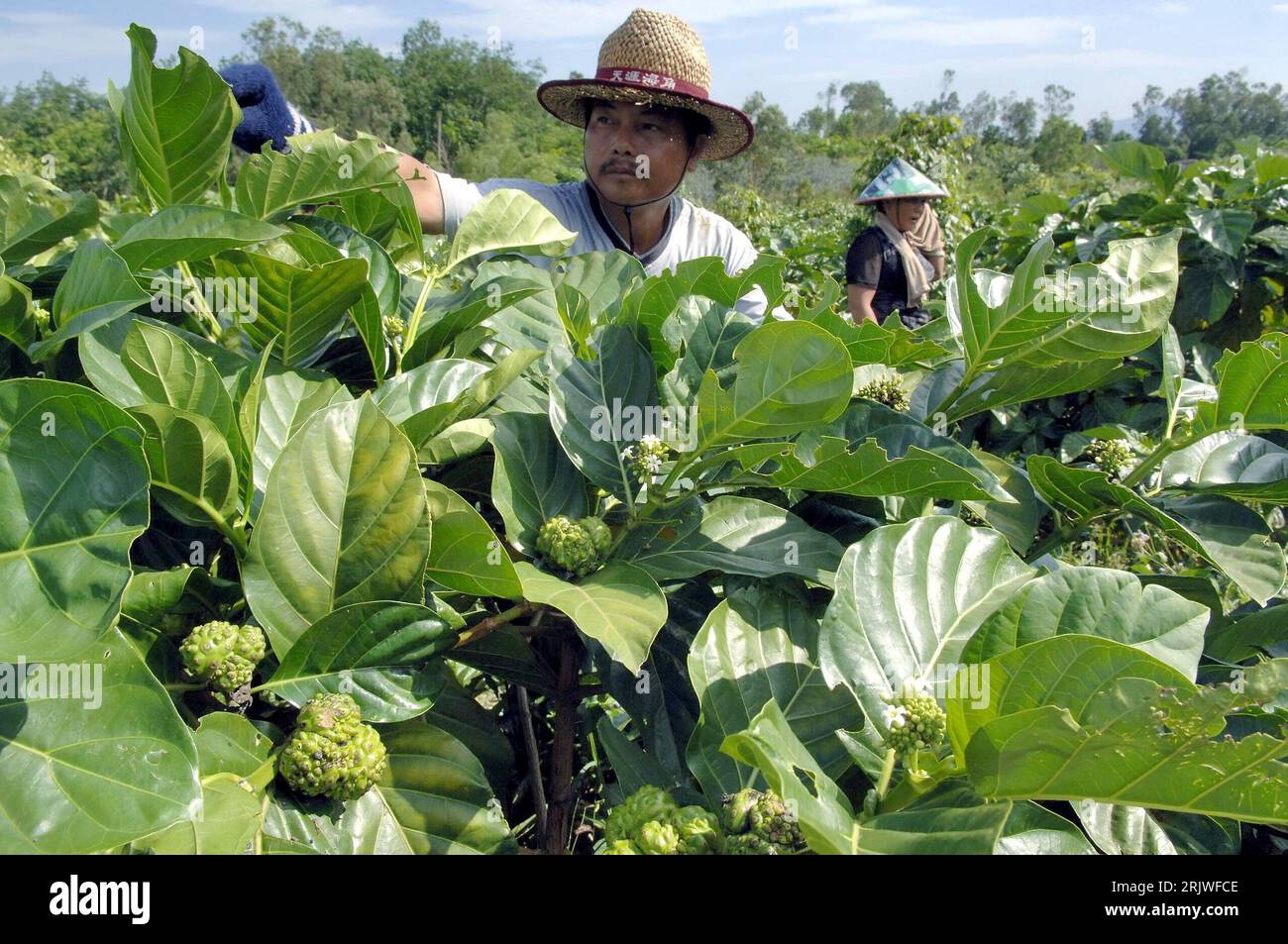 Bildnummer : 51984994 Date de référence : 22.05.2007 Copyright : imago/Xinhua Bauer erntet Noni-Früchte auf einer Noni-Plantage in Wanning - PUBLICATIONxNOTxINxCHN, Personen ; 2007, Wanning, Frucht, Früchte, Einheimische,, Land, Leute, nourriture, ernte, , Bauern, Bauer, ; , quer, Kbdig, Einzelbild, Landwirtschaft, Wirtschaft, Chine, , o0 Erntehelfer, Arbeitswelten, Gesellschaft Banque D'Images