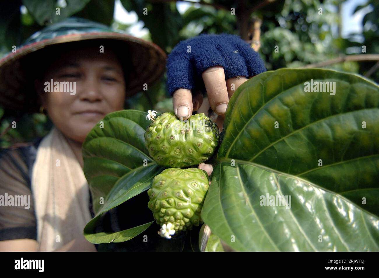 Bildnummer : 51984988 Date de référence : 22.05.2007 Copyright : imago/Xinhua Bäuerin erntet Früchte auf einer Plantage in Wanning - PUBLICATIONxNOTxINxCHN, Personen ; 2007, Wanning, Frucht, Früchte, Einheimische,, Land, Leute, nourriture, ernte, Frau, Bauern, Bauer, ; , quer, Kbdig, Einzelbild, Landwirtschaft, Wirtschaft, Chine, , o0 Erntehelfer, Arbeitswelten, Gesellschaft Banque D'Images