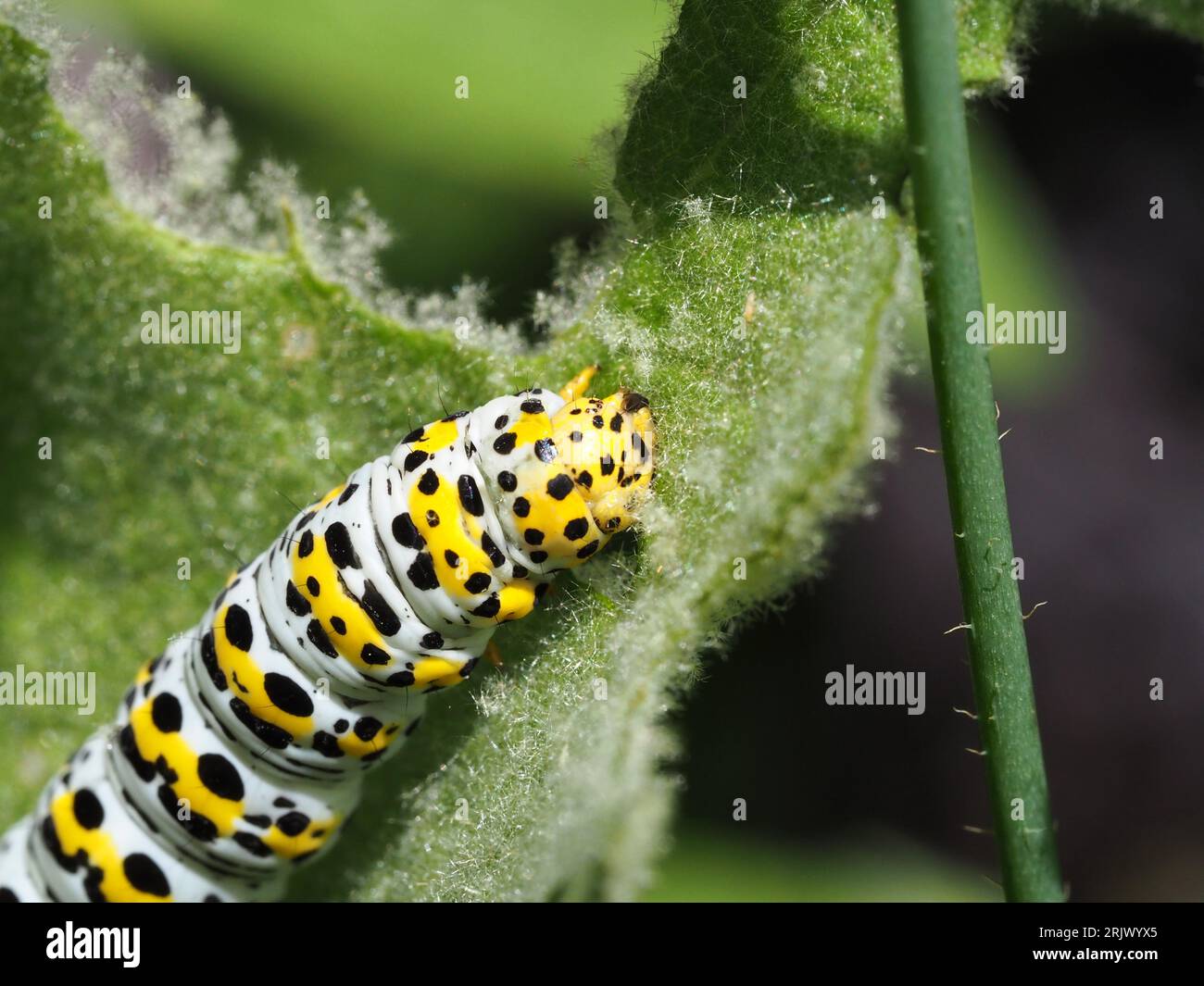 Molène chenille se nourrissant de feuilles de molène ou de verbasque Banque D'Images