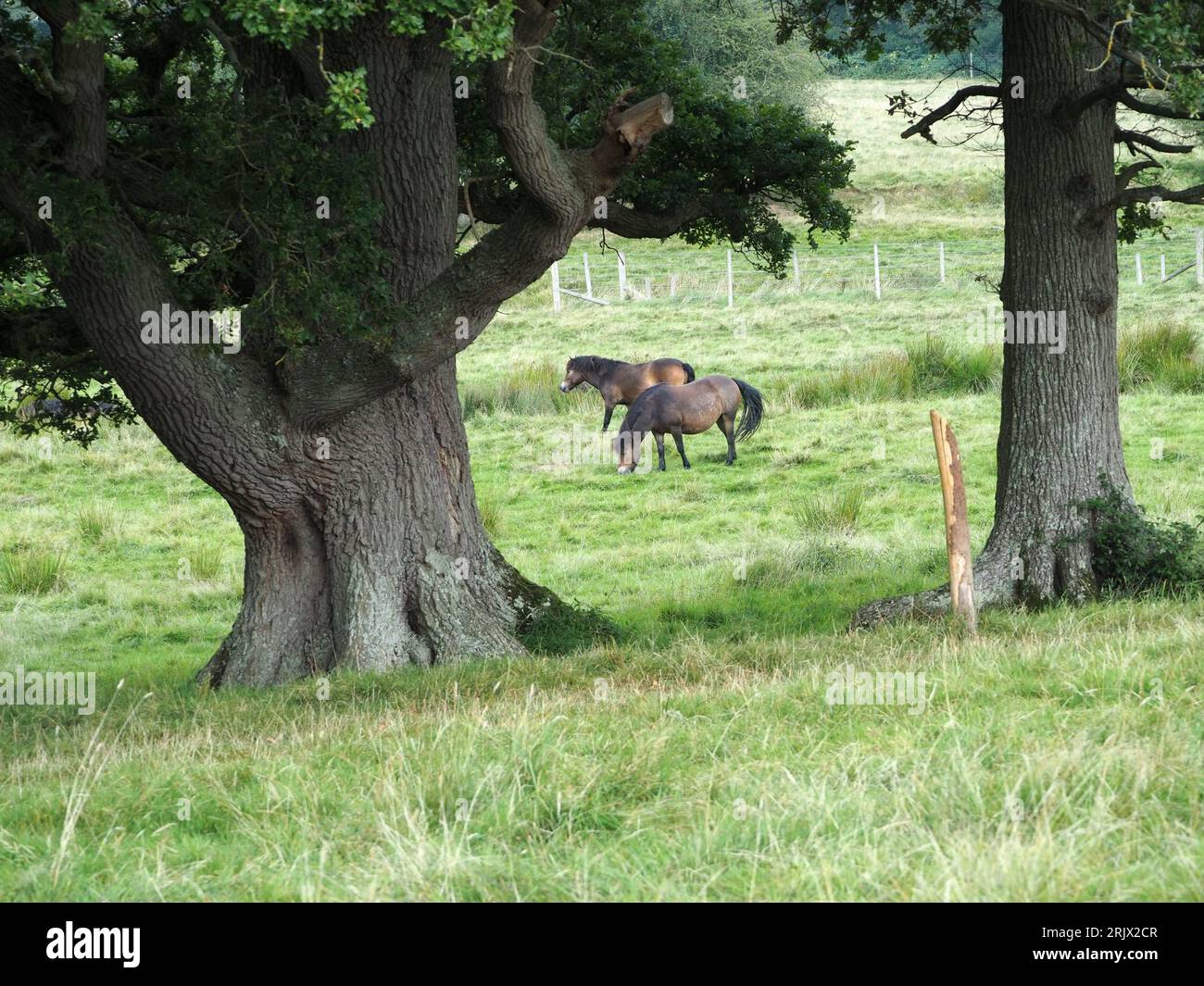 Deux poneys Exmoor au projet de rewilding Knepp, West Sussex, Royaume-Uni. Banque D'Images