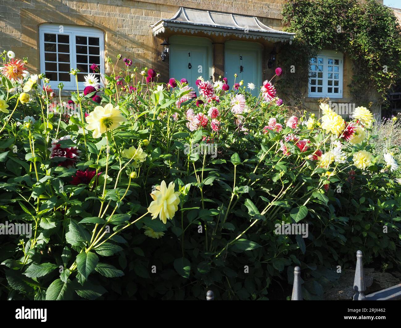 Cottage dans le village des Cotswolds Nord de Chipping Campden avec jardin devant plein de dahlias de toutes les couleurs. Banque D'Images