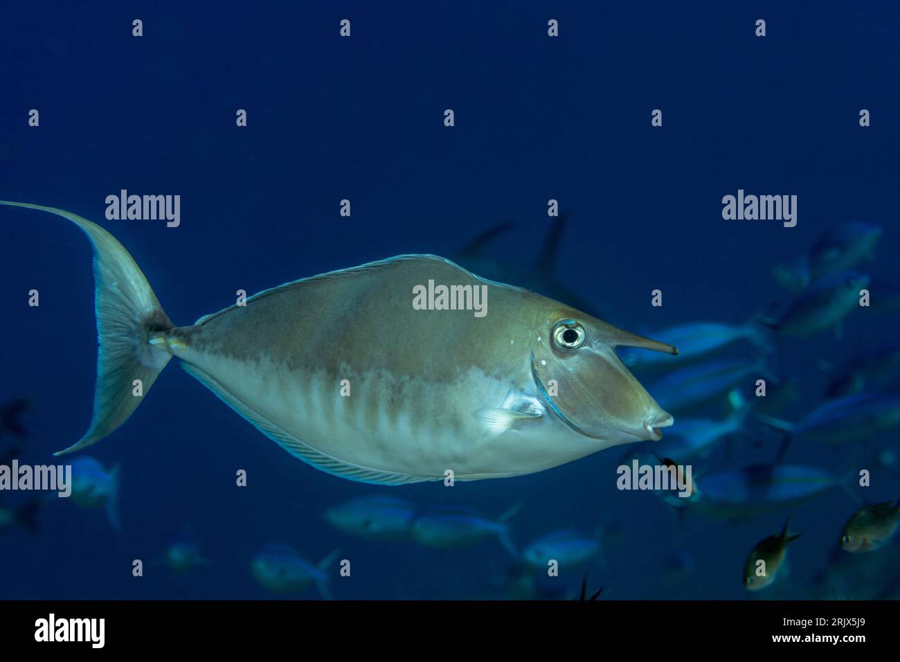 Monocornfish à bosse, NASO brachycentron, Raja Ampat Indonésie. Banque D'Images