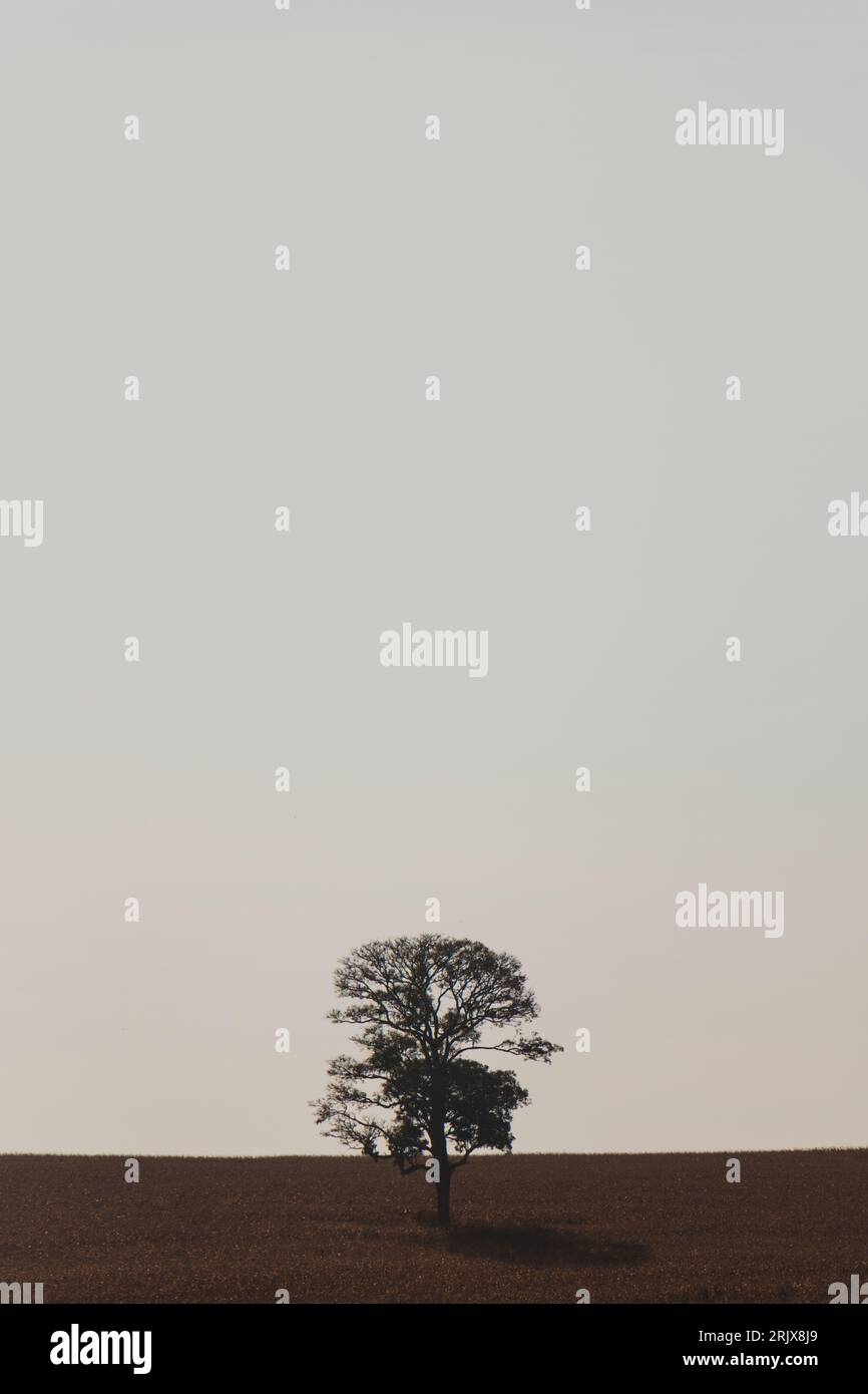 arbre solitaire dans le champ Banque D'Images