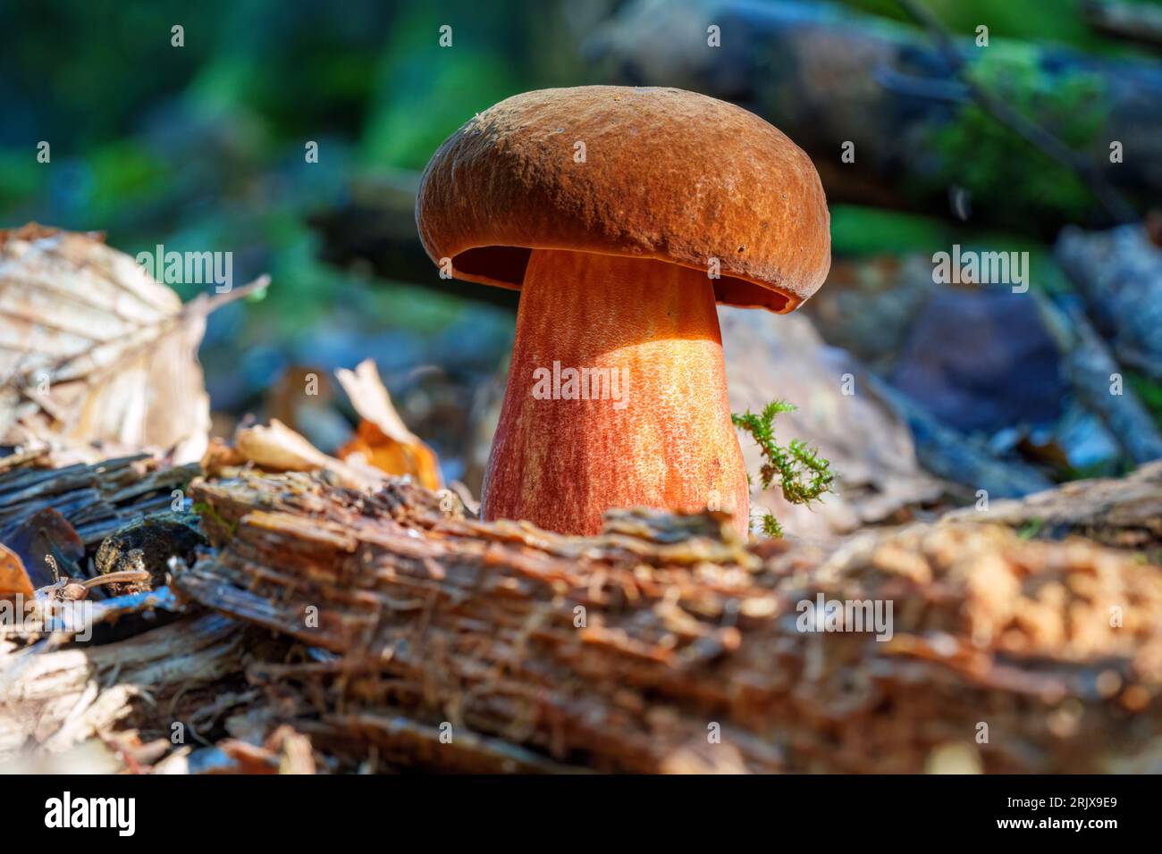 Neoboletus luridiformis connu sous le nom de Boletus luridiformis - champignon comestible. Champignon dans le milieu naturel. Français : Bolete de tige pointillée Banque D'Images