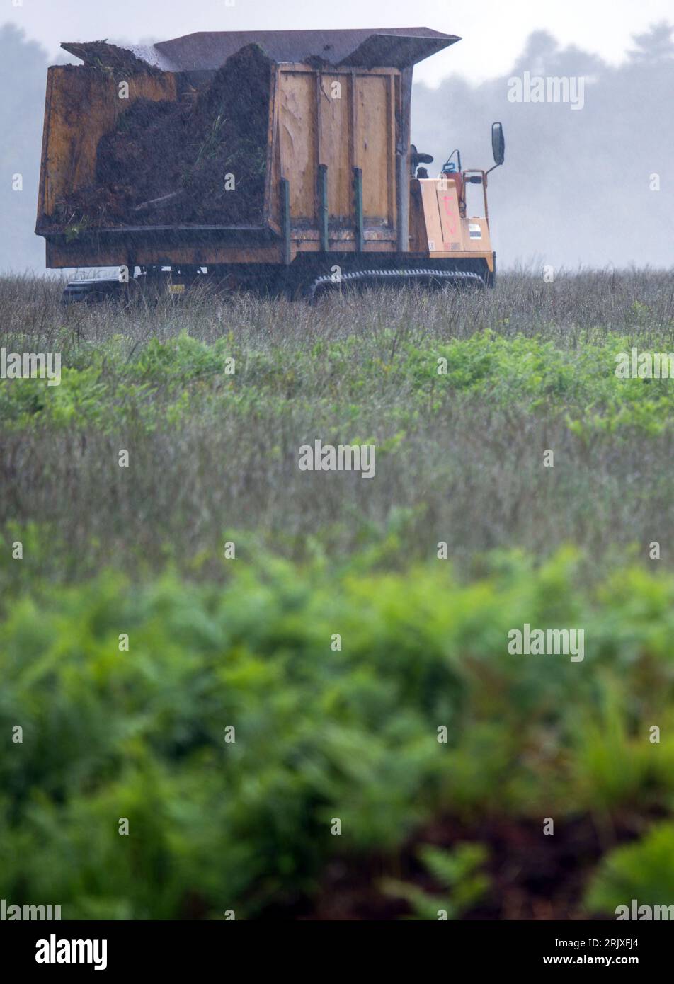 Sanitz, Allemagne. 31 juillet 2023. Sous la pluie, un tracteur caterpillar enlève la couche supérieure de terre excavée, y compris les plantes, d'une nouvelle zone dans la lande de Göldenitzer. Cela prépare la récolte ultérieure de la tourbe. La société Rostocker humus & Erden extrait de la tourbe sur un total de 85 hectares et s’occupe ensuite de la renaturation des zones. Dans les bonnes années, l’entreprise dit récolter environ 50 000 à 60 000 mètres cubes de tourbe. Cette année, le résultat ne sera que de 10 000 mètres cubes en raison des pluies abondantes et de l'humidité élevée du sol. Crédit : Jens Büttner//dpa/Alamy Live News Banque D'Images