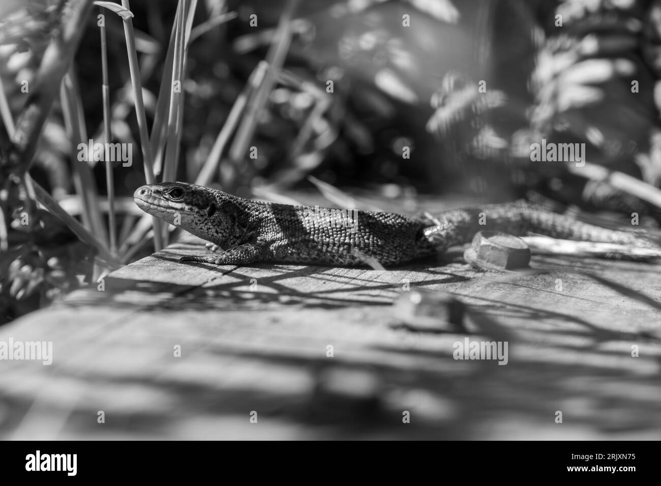 Gros plan portrait d'un lézard commun (zootoca vivipara) qui se couche au soleil Banque D'Images