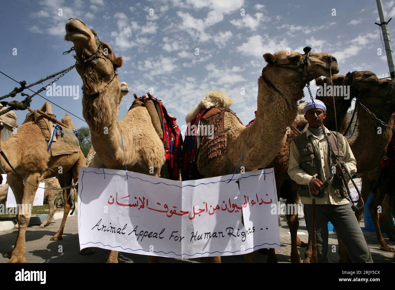 Bildnummer : 52449756 Datum : 11.03.2008 Copyright : imago/Xinhua Kameltreiber protestieren mit ihren Tieren gegen die israelische Blockade in Gaza City - PUBLICATIONxNOTxINxCHN, Personen , Tiere , kurios , premiumd; 2008, Gaza, Gaza-Stadt, Gaza-City, Gazastreifen, Palästina, Palästinensische Autonomiegebiete, Israël, Palästinenser, Kamel, Kamele, Teilnehmer, protestation, transparent, transparent, Schriftzug, Animal Appeal for Human Rights , Demonstrationen , Politik, Säugetiere ; , quer, Kbdig, Einzelbild, , Gesellschaft, Asien Banque D'Images