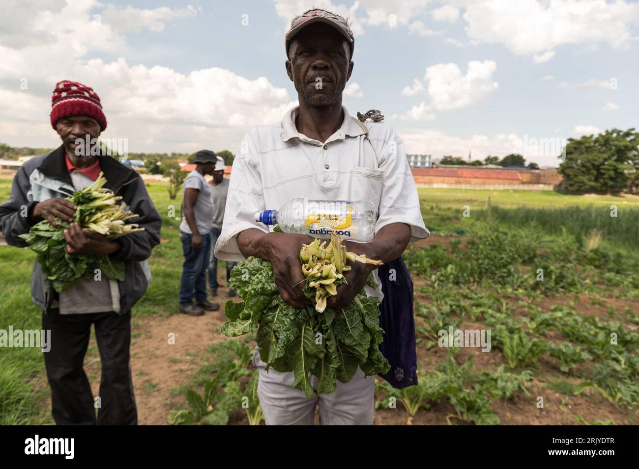 19 novembre 2020 : M. Mabuza (61 ans) et M. Nkosi Ting Dong (70 ans) cueillent des épinards frais dans le cadre du projet de jardinage de Khuthala. Ils ont travaillé pendant de nombreuses années dans de grandes mines de charbon et sont des experts en mines. Ils ont commencé ensemble la première mine qui emploie des mineurs artificiels à petite échelle (Zamazamas). Ils sont des gestionnaires avisés et planifient les quarts de jour et de nuit pour mille Zamazamas. Aujourd'hui, les Zamazamas travaillent avec le groupe de protection de l'environnement de Khuthala pour en savoir plus sur les nouvelles réglementations dans l'industrie minière, le changement climatique, les mesures de savety, et comment réhabiliter les terres exploitées pour créer des jardins potagers qui Banque D'Images