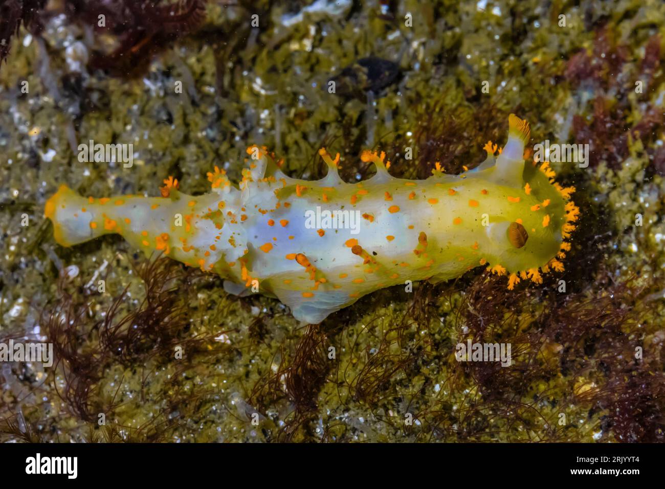 Clown Dorid, Triopha catalinae, point of Arches, Parc National Olympique, État de Washington, ÉTATS-UNIS Banque D'Images