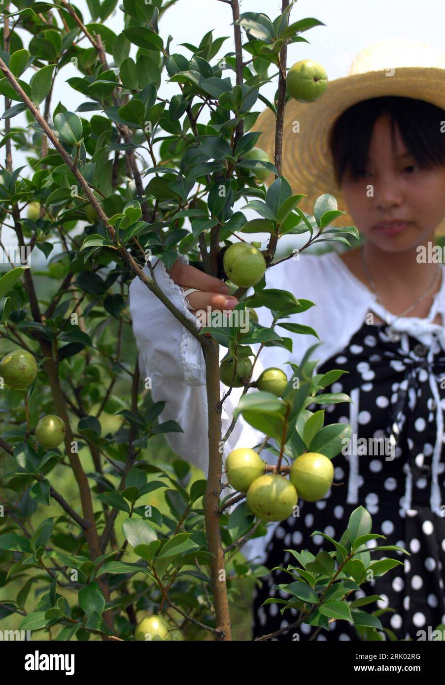 Bildnummer : 52621021 Datum : 17.07.2008 Copyright : imago/Xinhua Ernte der Früchte des Öl-Teebaums in Chengjia BEI Zhangshu, Provinz Jiangxi - China PUBLICATIONxNOTxINxCHN , Personen , Pflanzen ; 2008, Chengjia , Chine, Öl Tee Baum Teebaum Ölteebaum, Frau ; , hoch, Kbdig, Einzelbild, Landwirtschaft, Wirtschaft, , Asien Bildnummer 52621021 Date 17 07 2008 Copyright Imago XINHUA récolte le fruit de l'huile Teebaum à Chengjia dans la province de Zhangshu Jiangxi Chine PUBLICATIONxNOTxINxCHN personnes plantes 2008 Chengjia Chine huile arbre à thé Melaleuca Ölteebaum femme vertical Kbdig Agriculture unique Eco Banque D'Images