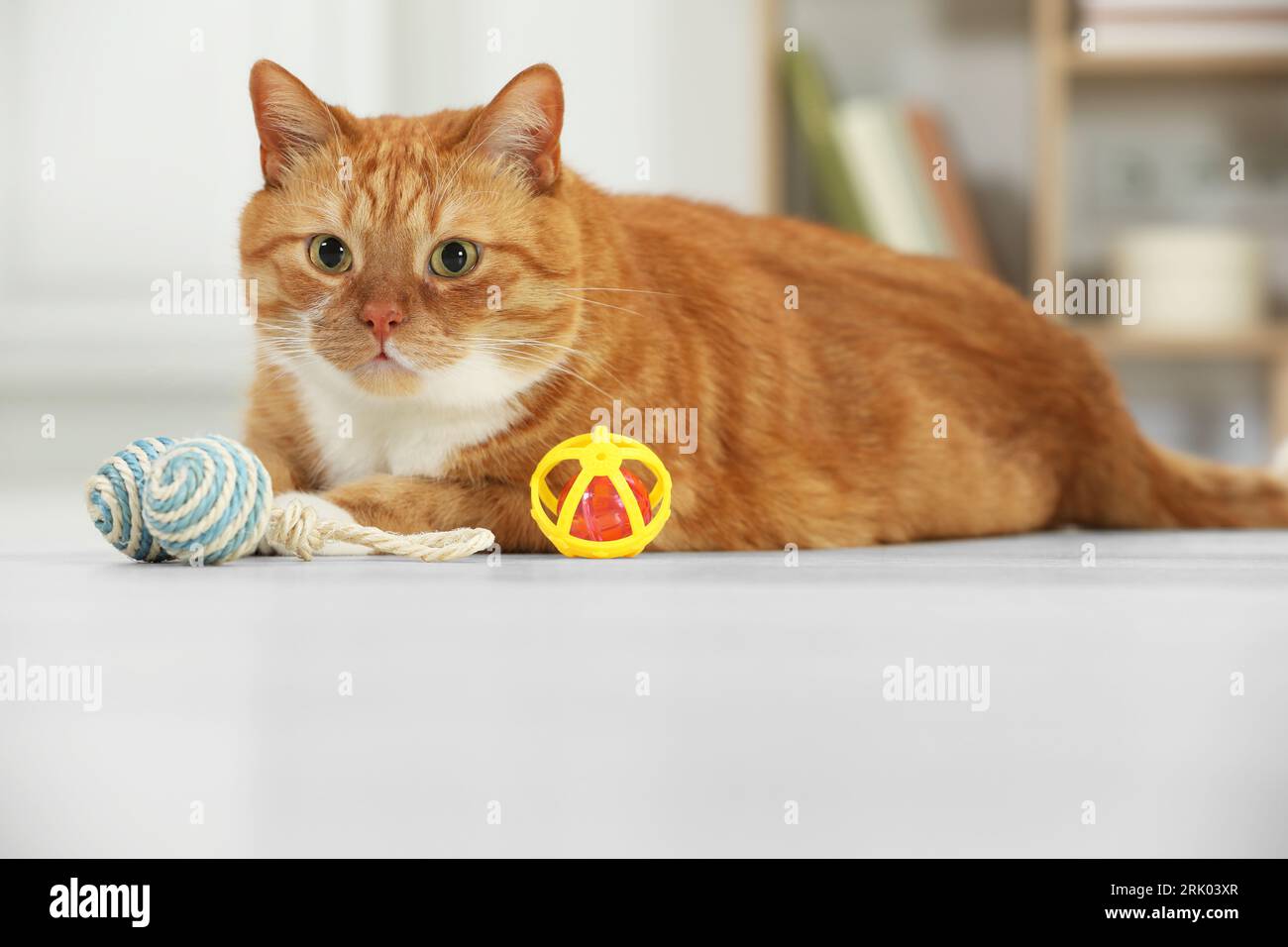 Chat gingembre mignon jouant avec des jouets à la maison Banque D'Images