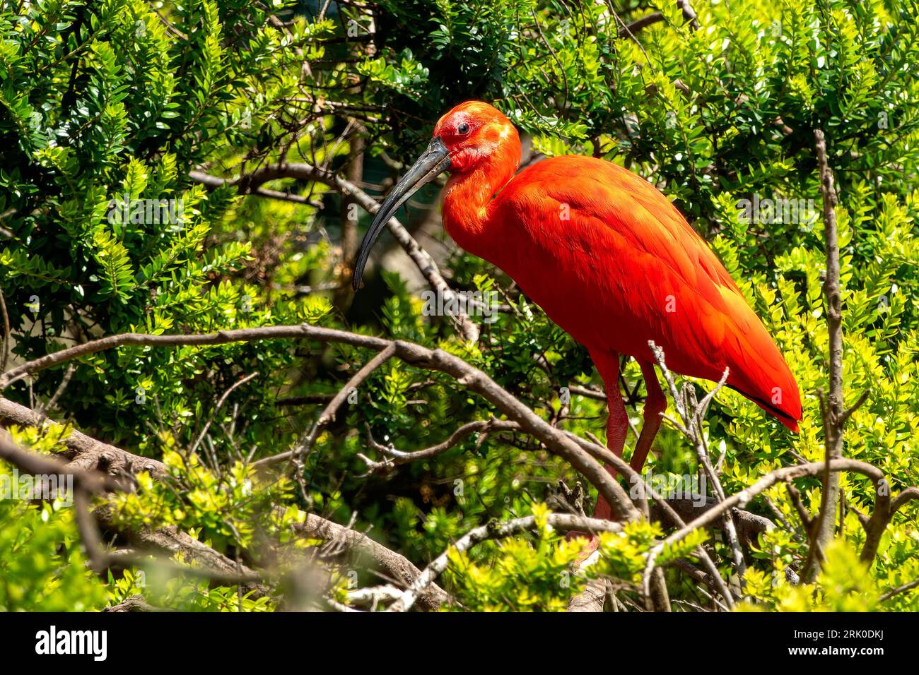 Gros plan d'un ibis Scarlet (Eudocimus ruber) Banque D'Images