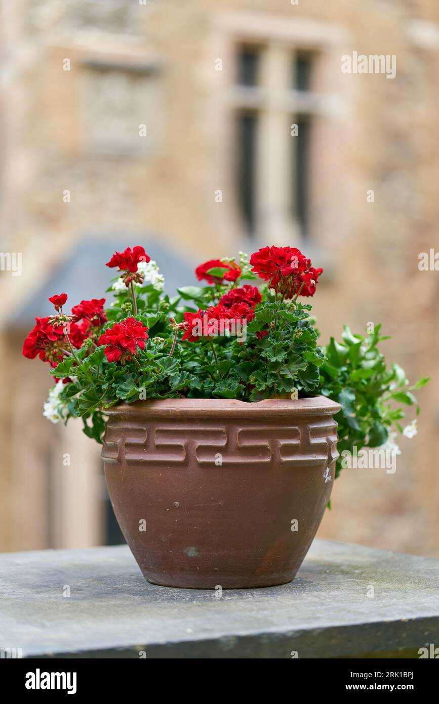 géraniums à fleurs rouges en pot de fleurs sur un mur dans la cour d'une vieille maison Banque D'Images