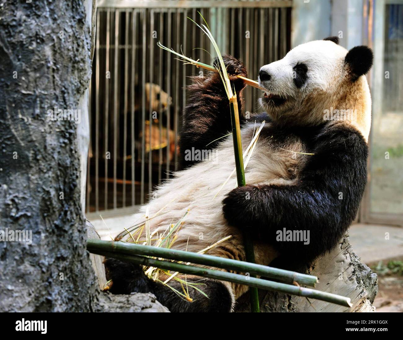 Bildnummer : 52932316 Date de référence : 15.03.2009 Copyright : imago/Xinhua Großer Panda (Ailuropoda melanoleuca) knabbert einen Bambus in seinem Erdbeben-Asyl im Tierpark von Fuzhou in der Provinz Fujian - China - PUBLICATIONxNOTxINxCHN , Tiere ; 2009, Highlight, Jungtier, Jungtier, fressen, Ernährung, ; , quer, Kbdig, Einzelbild, , , Asien Bildnummer 52932316 Date 15 03 2009 Copyright Imago XINHUA grand Panda Ailuropoda melanoleuca grignote un bambou dans son asile de tremblements de terre au zoo de Fuzhou dans la province Fujian Chine PUBLICATIONxNOTxINxCHN animaux 2009 Highlight Jeune animal manger Nutrition horizontale Kb Banque D'Images