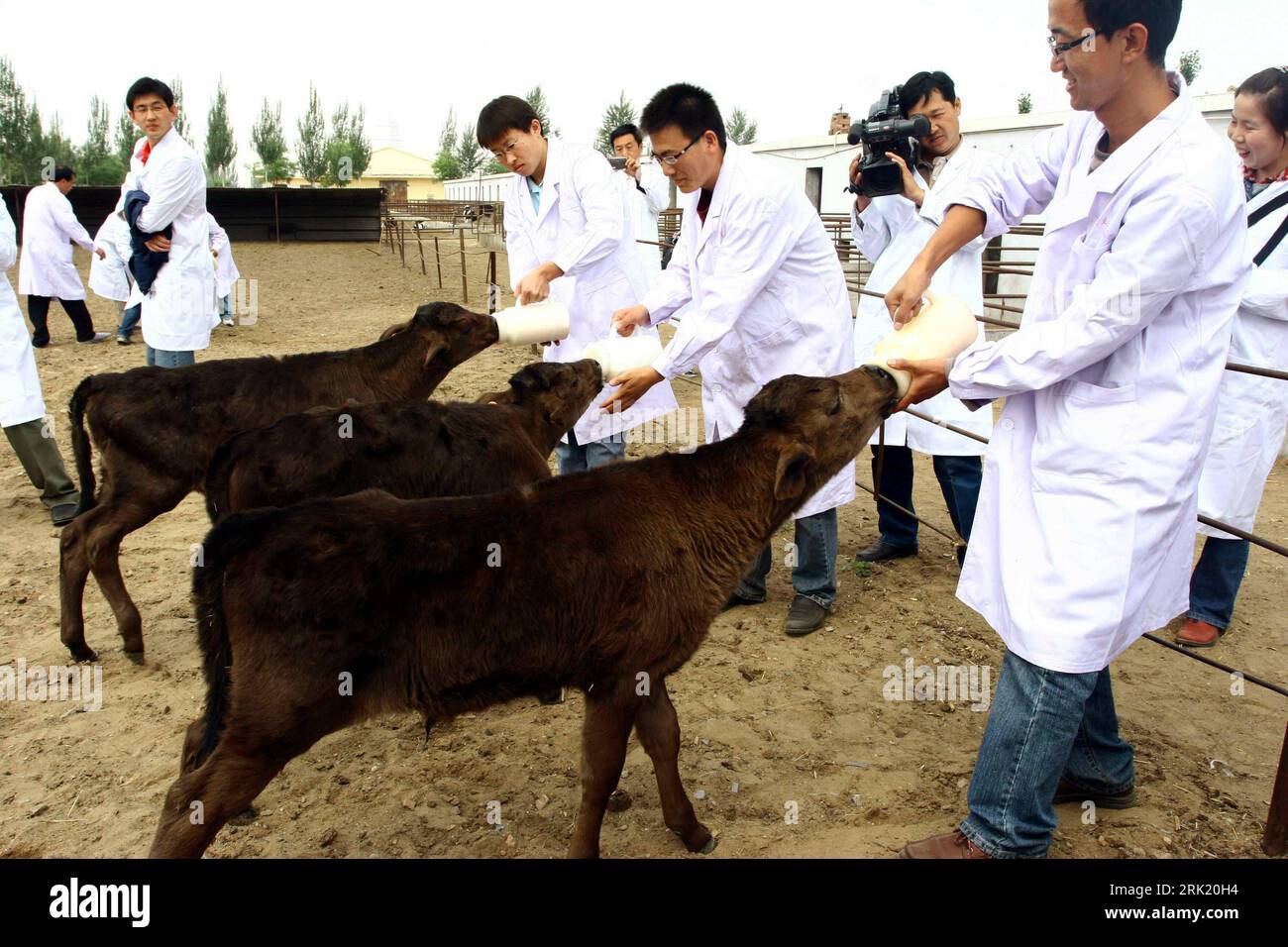 Wissenschaftler füttern geklonte Kälber in Baotou in der chinesischen autonomen Region Innere Mongolei : chinesischen Wissenschaftlern ist es gelungen, fünf Bullenkälber zu klonen - PUBLICATIONxNOTxINxCHN Banque D'Images
