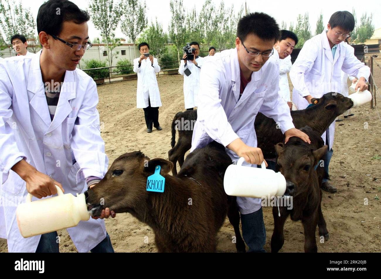 Wissenschaftler füttern geklonte Kälber in Baotou in der chinesischen autonomen Region Innere Mongolei : chinesischen Wissenschaftlern ist es gelungen, fünf Bullenkälber zu klonen - PUBLICATIONxNOTxINxCHN Banque D'Images