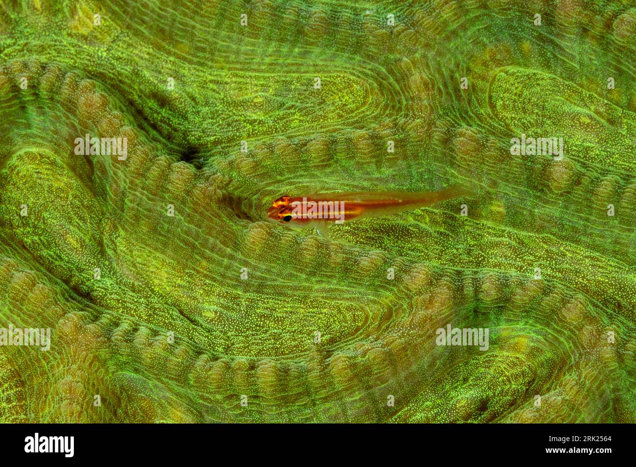 Dwarfgoby atriventris néon, Eviota, sur un disque les Raja Ampat Indonésie Banque D'Images
