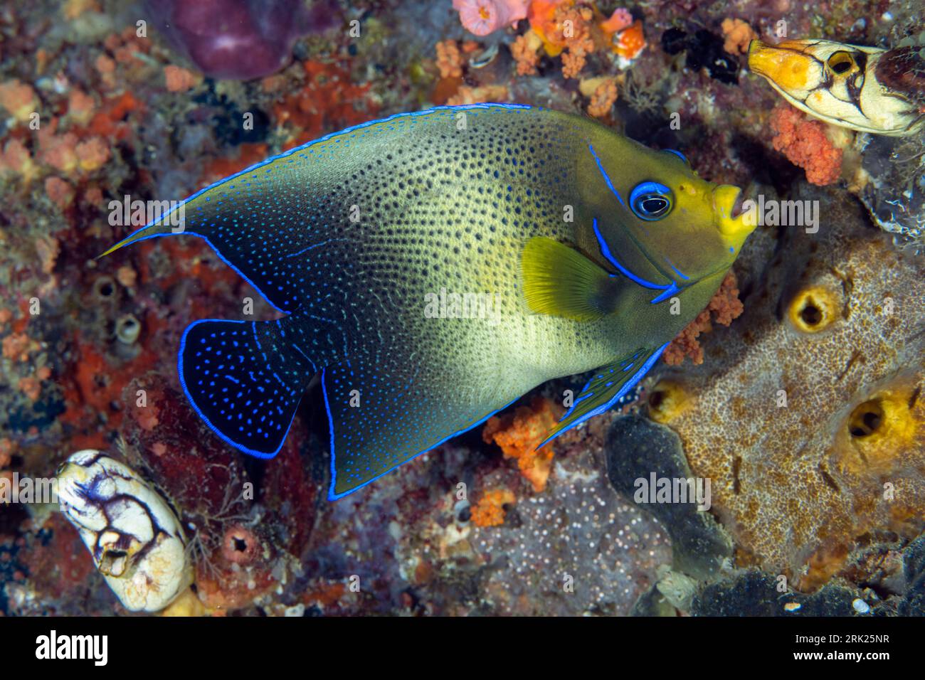 Angelfish Pomacanthus semicirculatus semi-circulaire, Raja Ampat, Indonésie. Banque D'Images