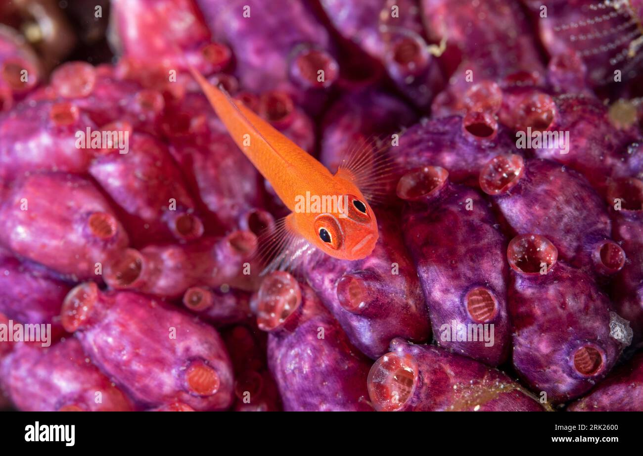 Ringeye nain, Trimma benjamini, sur les tuniciers coloniaux, Raja Ampat Indonesia. Banque D'Images