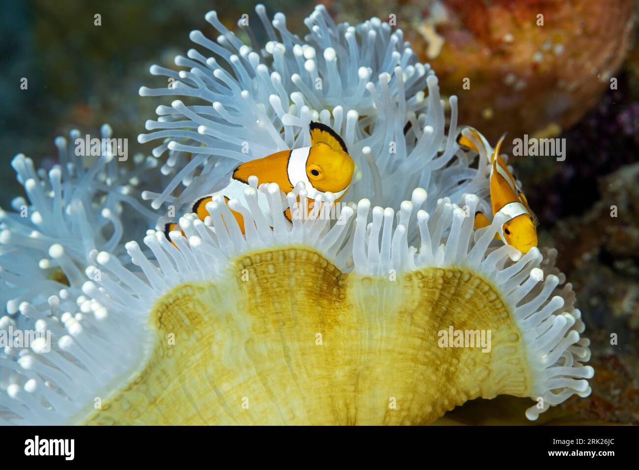 Faux anémonefish de clown, Amphiprion ocellaris, dans une magnifice anémone de mer, Heteractis magnifica, Raja Ampat Indonesia Banque D'Images