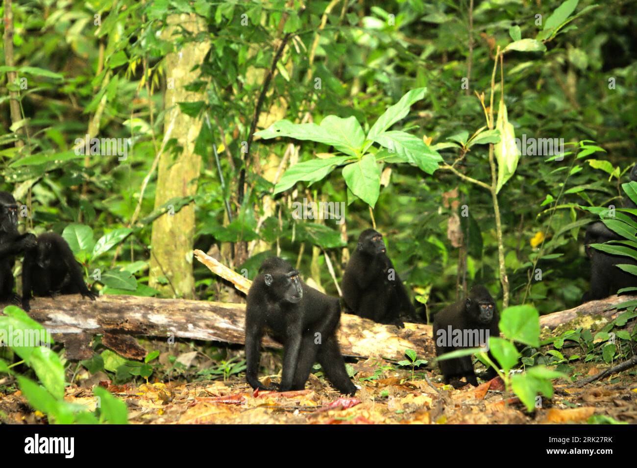 Un groupe de macaques à crête noire (Macaca nigra) de Sulawesi dans la forêt de Tangkoko, Sulawesi du Nord, Indonésie. Un rapport récent d'une équipe de scientifiques dirigée par Marine Joly a révélé que la température augmente dans la forêt de Tangkoko et que l'abondance globale des fruits a diminué. « Entre 2012 et 2020, les températures ont augmenté jusqu’à 0,2 degrés Celsius par an dans la forêt, et l’abondance globale des fruits a diminué de 1 pour cent par an », ont-ils écrit dans International Journal of Primatology en juillet 2023. 'Dans un avenir plus chaud, ils (primates) devraient s'ajuster, se reposer et rester à l'ombre pendant... Banque D'Images