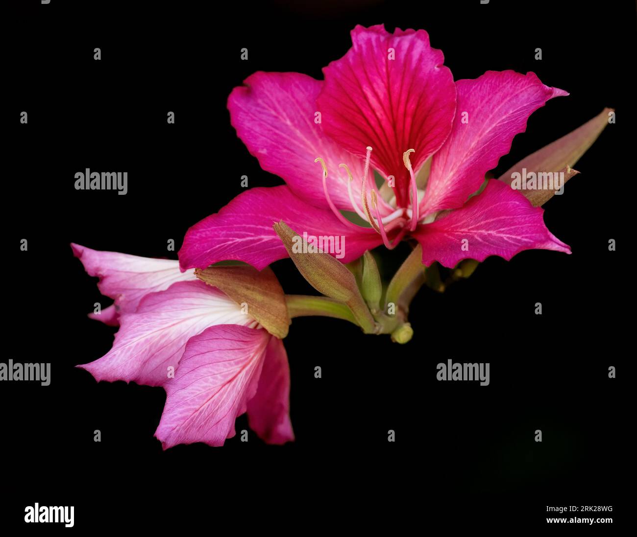 Bauhinia purpurea ( arbre orchidée pourpre ). Fleurs violettes ressemblant à des orchidées sur un arbuste semi-caduque sur un fond noir isolé. Banque D'Images