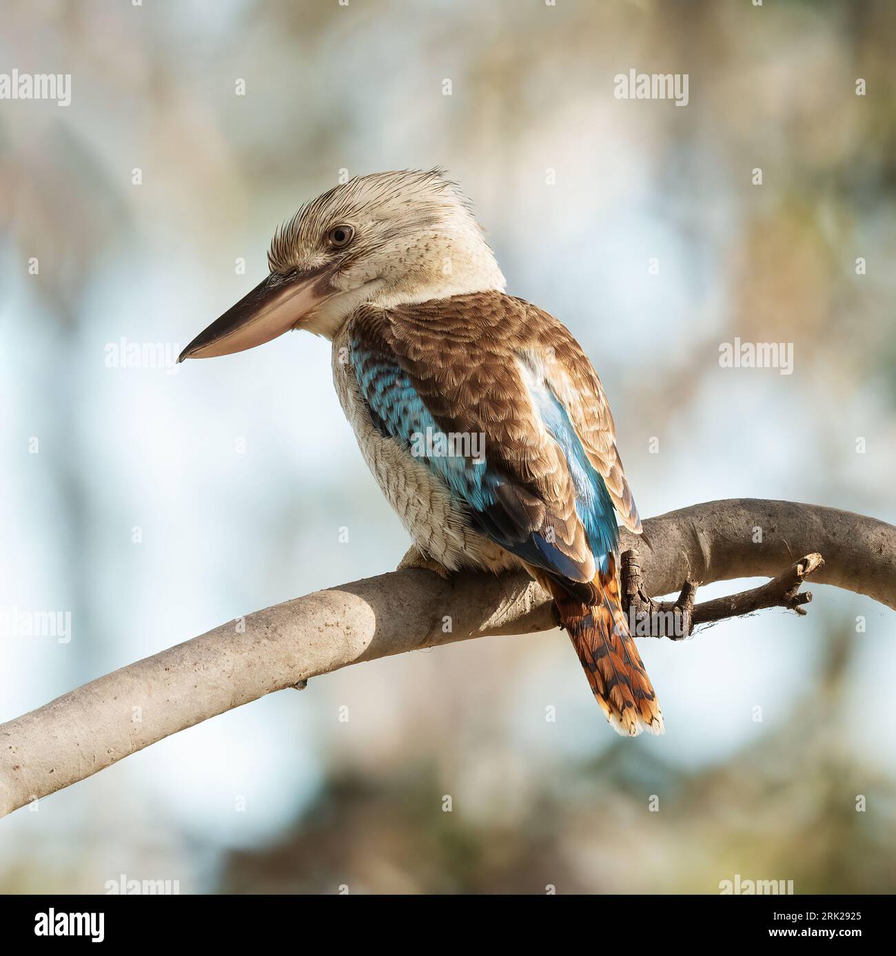 Le kookaburra ailé bleu Dacelo leachii est une très grande espèce distinctive de martin-pêcheur que l'on trouve dans les forêts tropicales du nord de l'Australie Banque D'Images