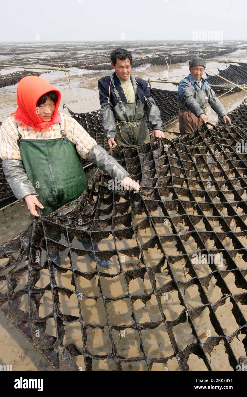 Bildnummer : 53155544 Datum : 26.03.2009 Copyright : imago/Xinhua trois cultivateurs de bord de mer se rassemblent dans la porphyra yezoensis, une race d'algues comestibles, à la base de culture littorale, dans le comté de Ganyu, province de Jiangsu dans l'est de la Chine, le 25 mars 2009. Wirtschaft kbdig Fischerei hoch Bildnummer 53155544 Date 26 03 2009 Copyright Imago XINHUA trois cultivateurs marins se rassemblent dans la porphyra yezoensis une race d'algues comestibles À la base de culture littorale dans le comté de Ganyu East China S Jiangsu province Mars 25 2009 économie Kbdig pêche verticale Banque D'Images