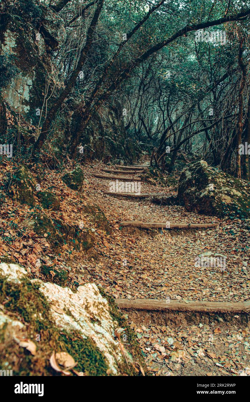 Une photo de nature d'un sentier de fées à travers la forêt Banque D'Images