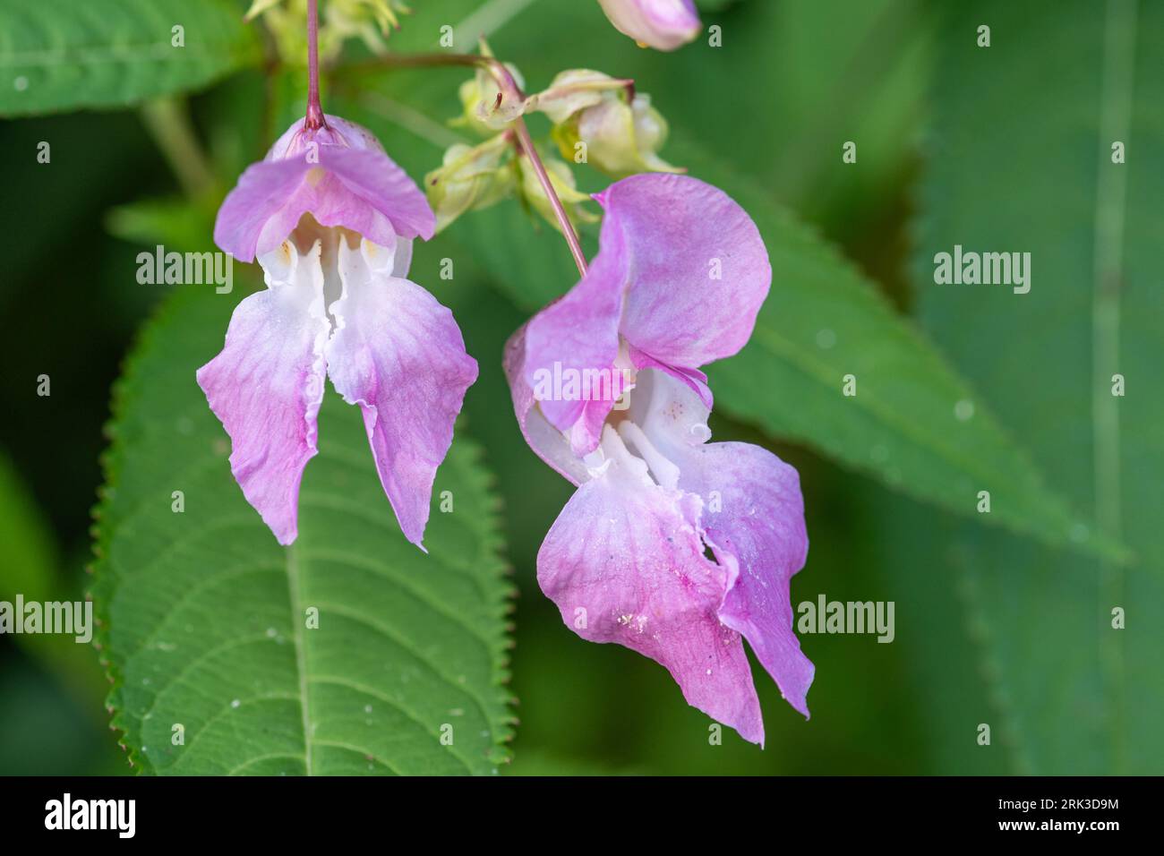 Baume de l'Himalaya (Impatiens glandulifera), une plante introduite maintenant une mauvaise herbe envahissante majeure des berges et des fossés, Hampshire, Angleterre, Royaume-Uni Banque D'Images