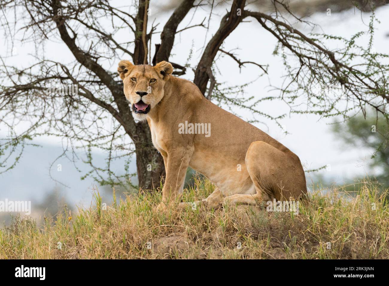 Une lionne, Panthera leo, assis et regardant la caméra.Seronera, Parc national du Serengeti, Tanzanie Banque D'Images