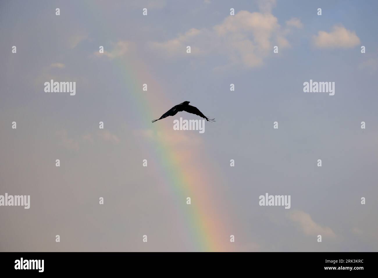 Un corbeau vole devant l'arc-en-ciel Banque D'Images
