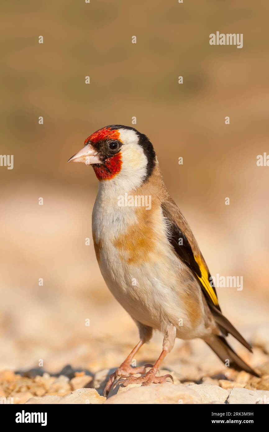 European Goldfinch, Putter, Carduelis carduelis ssp. balcanica, Croatie, adulte de sexe féminin Banque D'Images