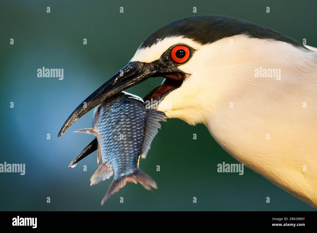 Héron de nuit à couronne noire adulte (Nycticorax nycticorax) transportant un gros poisson, c'est son bec vu de près en Hongrie. Banque D'Images