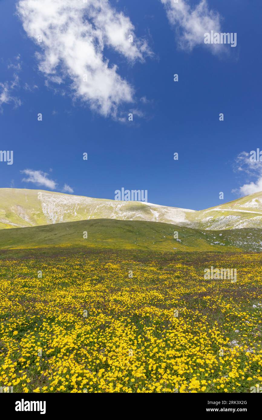 Paysage de montagne, pentes de montagne couvertes de fleurs de Ranunculus, Abruzzes, Italie Banque D'Images