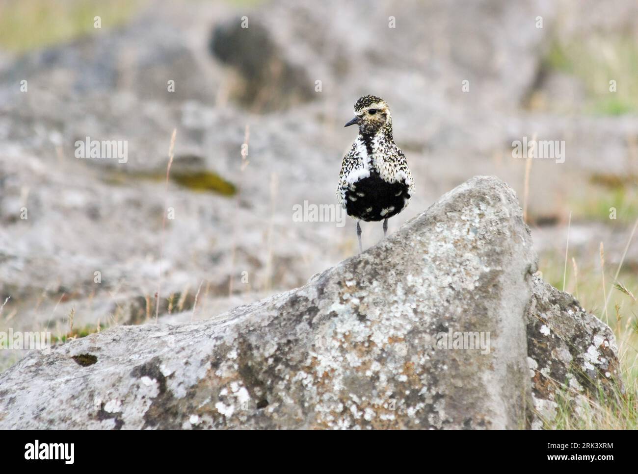 Pluvialis abricaria (Pluvialis abricaria), en plumage estival, debout sur un rocher, avec un fond gris, en Islande. Banque D'Images