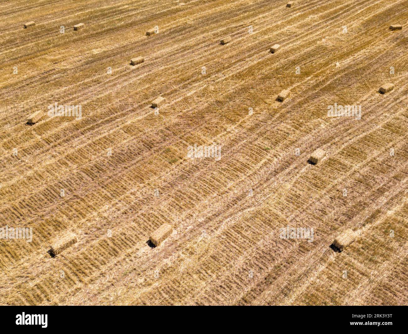 Champ avec des bottes de paille récoltée. Contexte L'agriculture avec l'exemplaire de l'espace. La récolte d'été et d'automne concept Banque D'Images