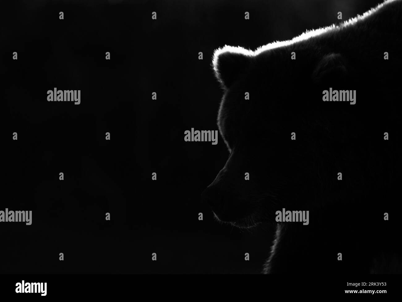 Image en noir et blanc d'un grizzli adulte (Ursus arctos) en Amérique du Nord avec un fort contre-jour. Banque D'Images